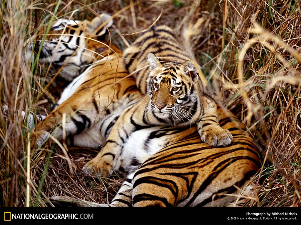 bengal-tigress-512695-lw.jpg