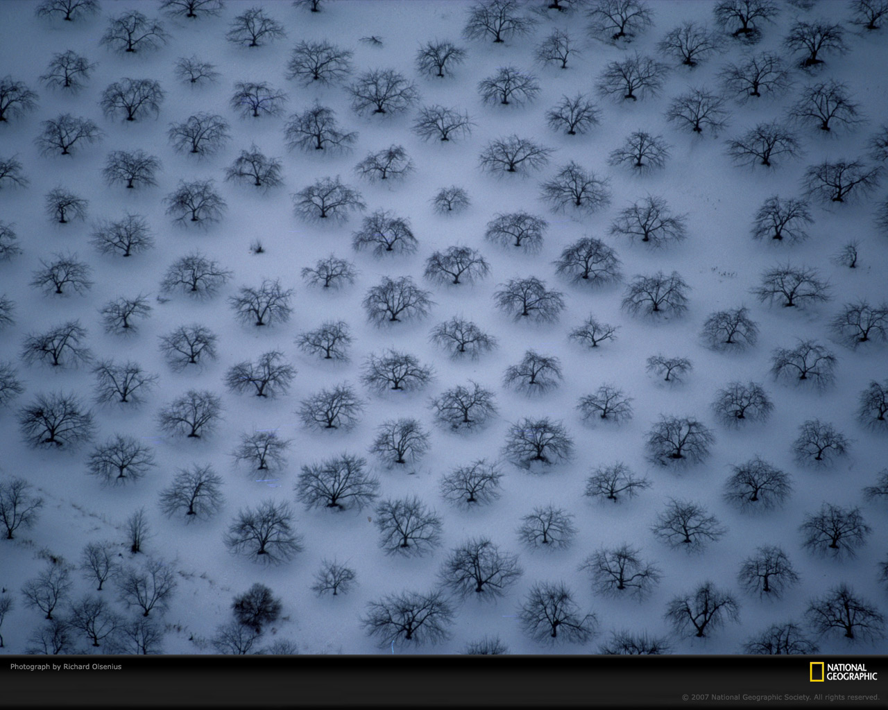 snowy-orchard-394727-xl.jpg