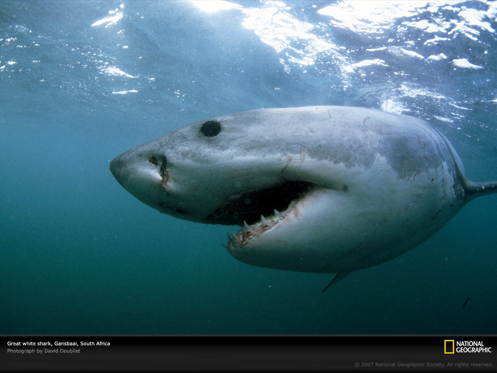 great-white-shark-gansbaai-703796-lw.jpg
