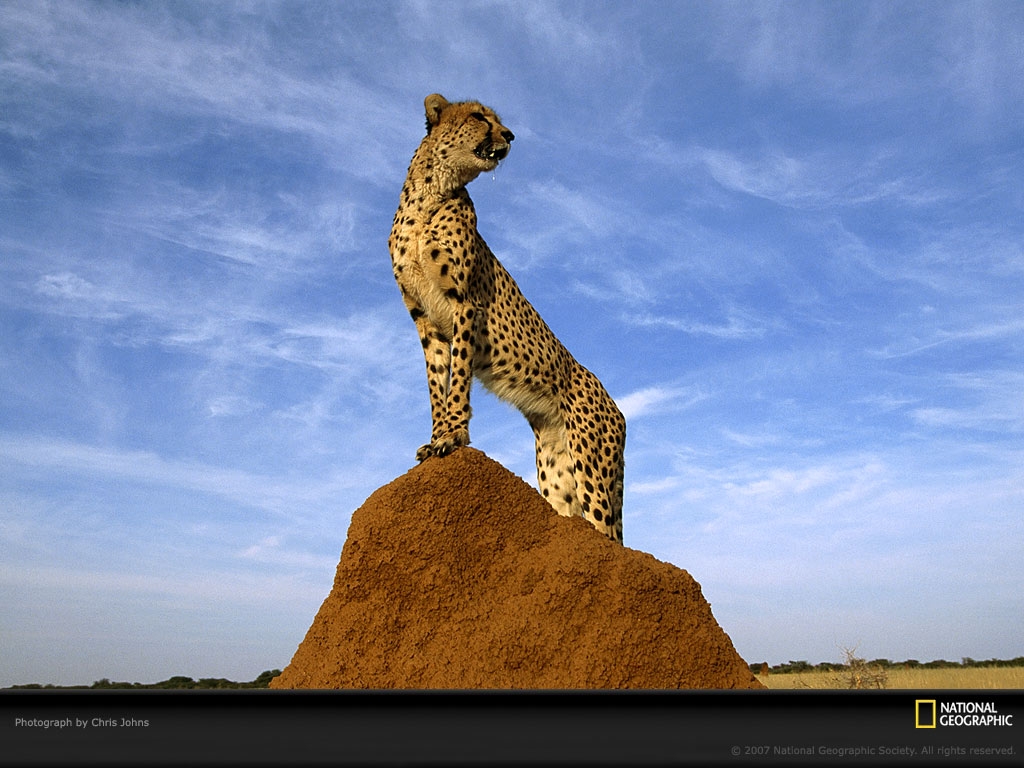 cheetah-survey-642993-lw.jpg