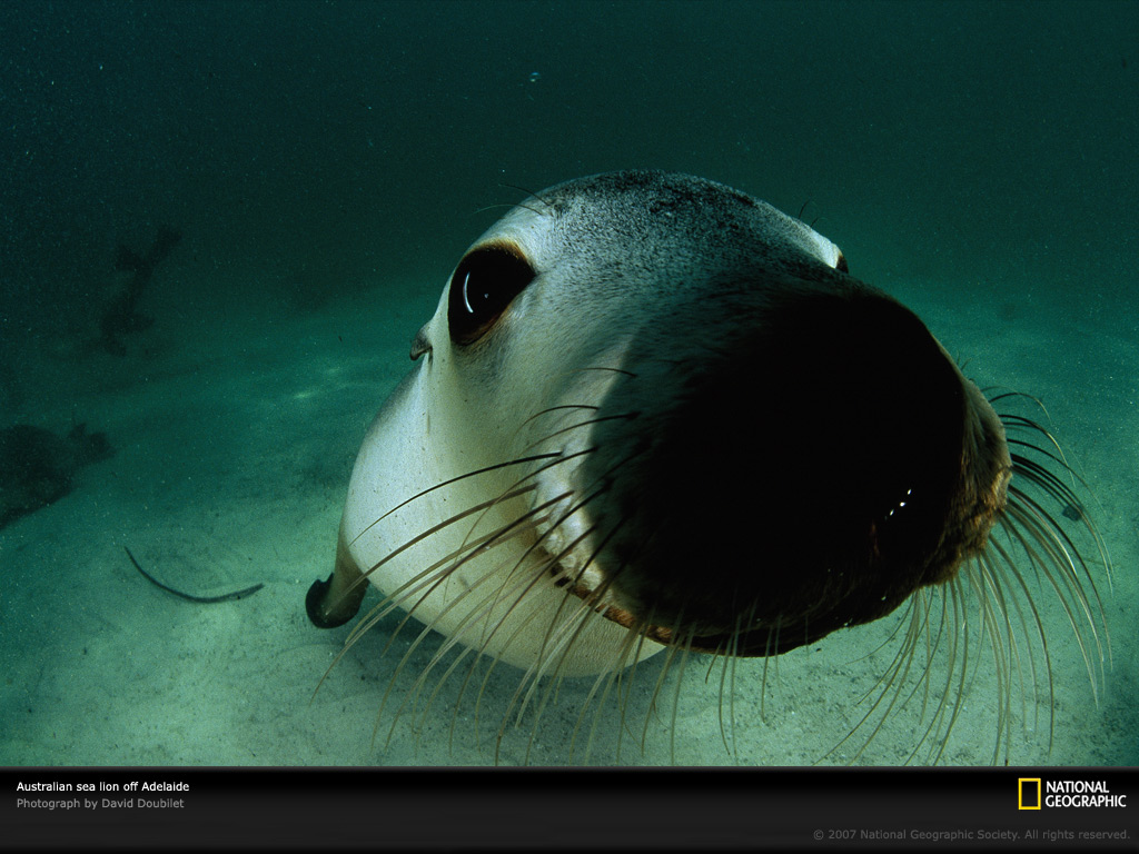 sea-lion-australia-703813-lw.jpg