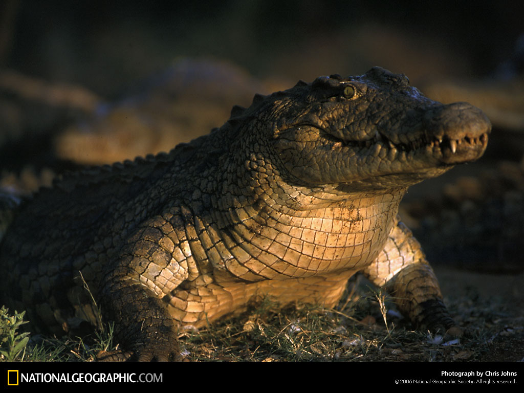 zambezi-crocodile-504565-lw.jpg
