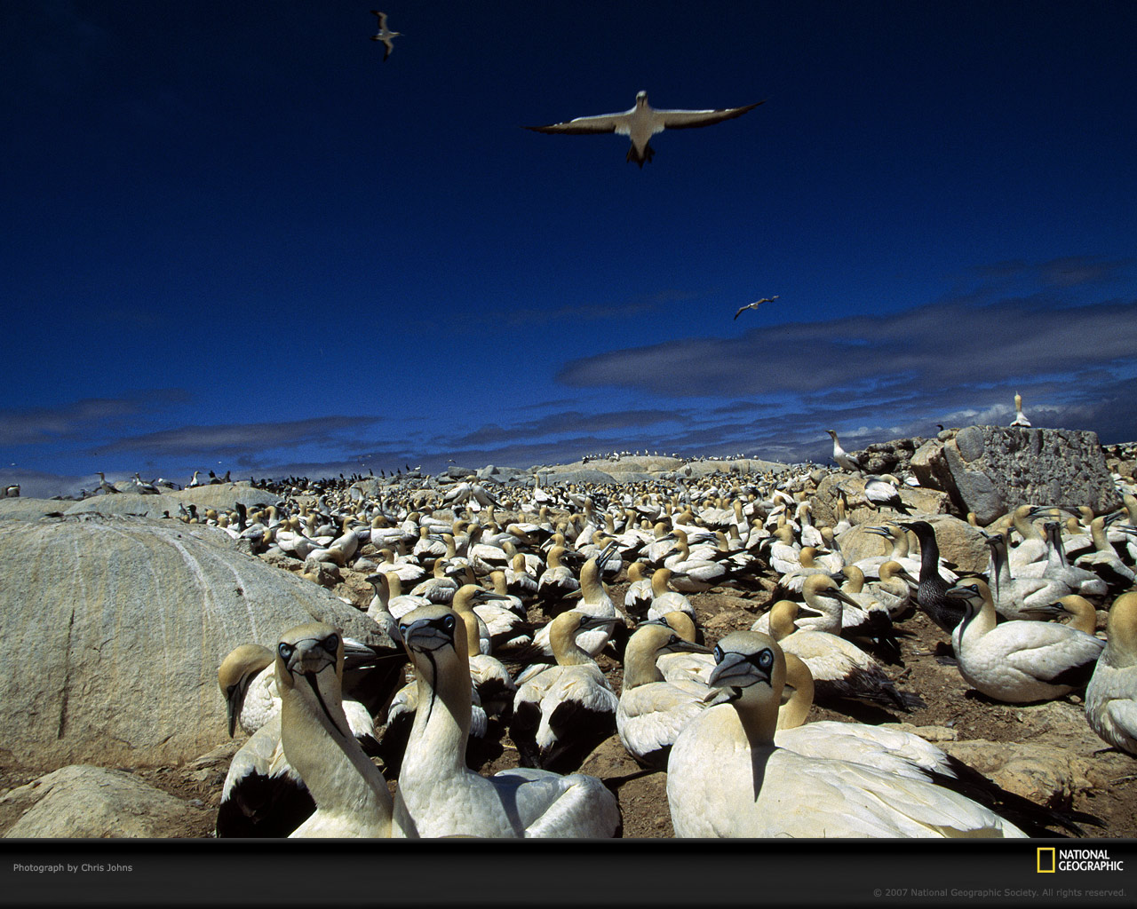 malgas-cape-gannets-504988-xl.jpg