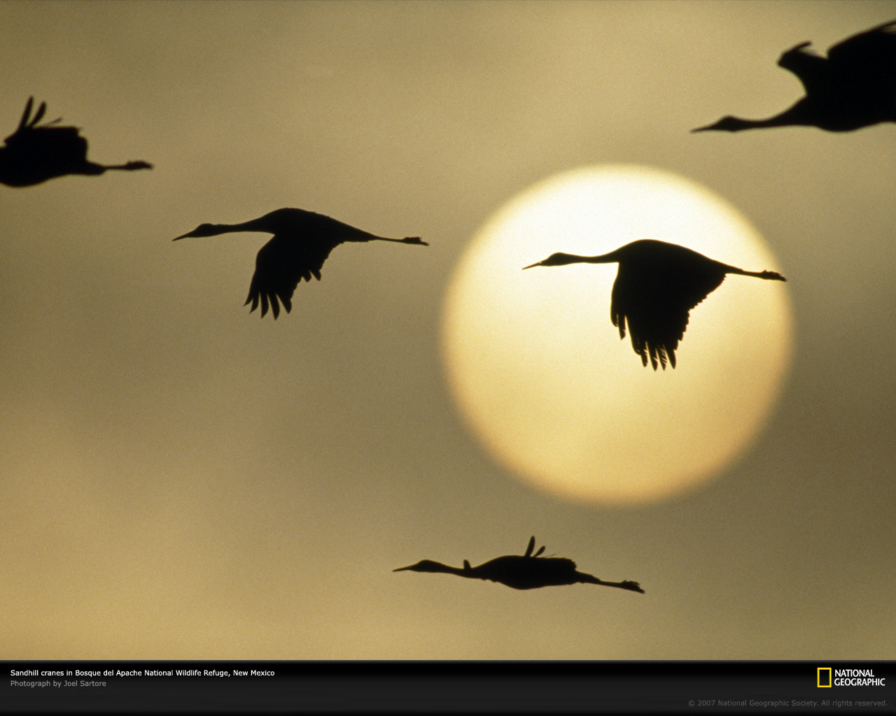sandhill-cranes-flying-499085-xl.jpg