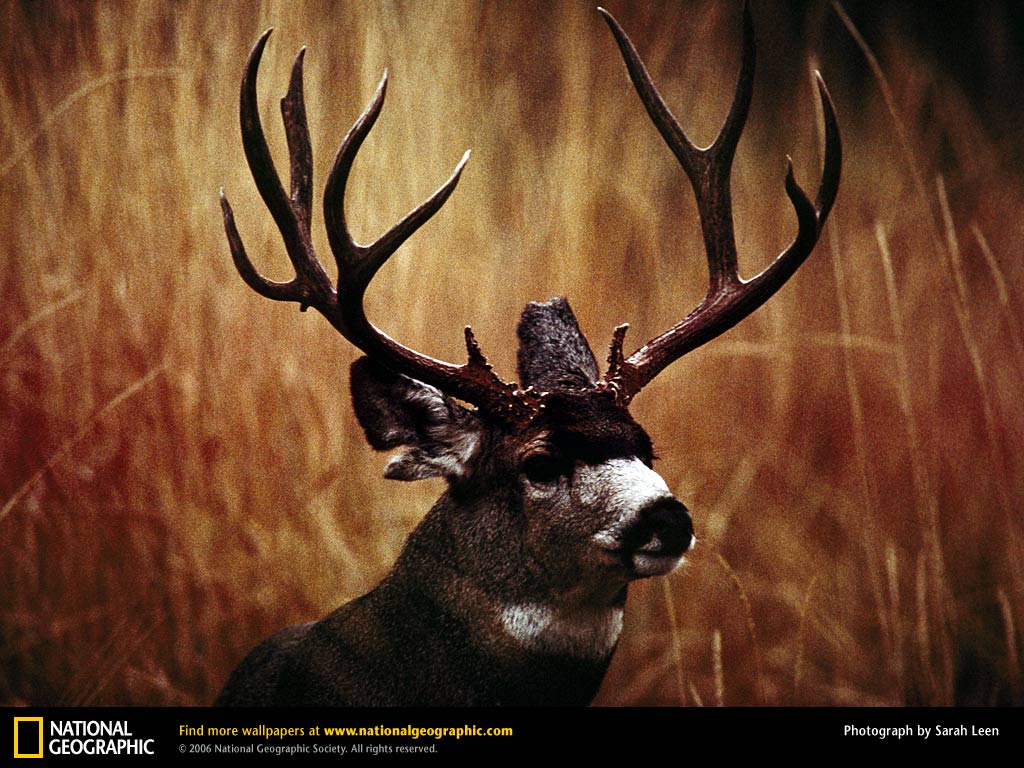 buck-mule-deer-520042-lw.jpg