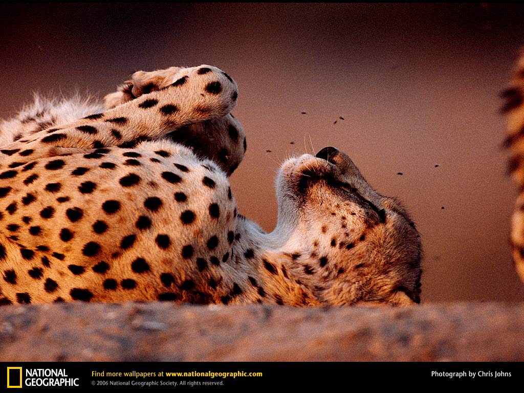 cheetah-catnap-637768-lw.jpg