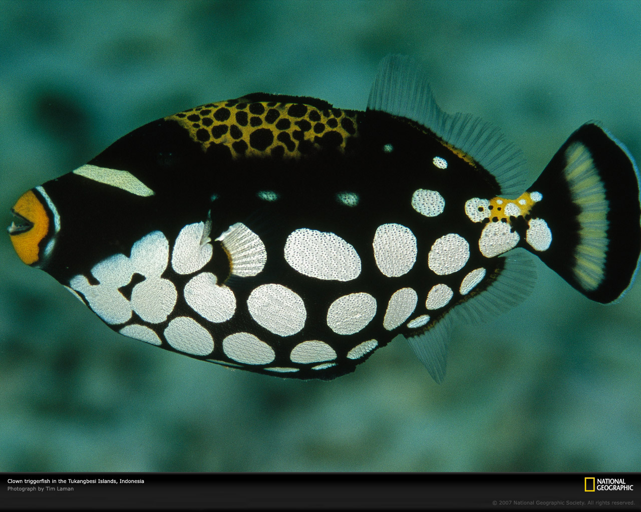 clown-triggerfish-indonesia-977806-xl.jpg
