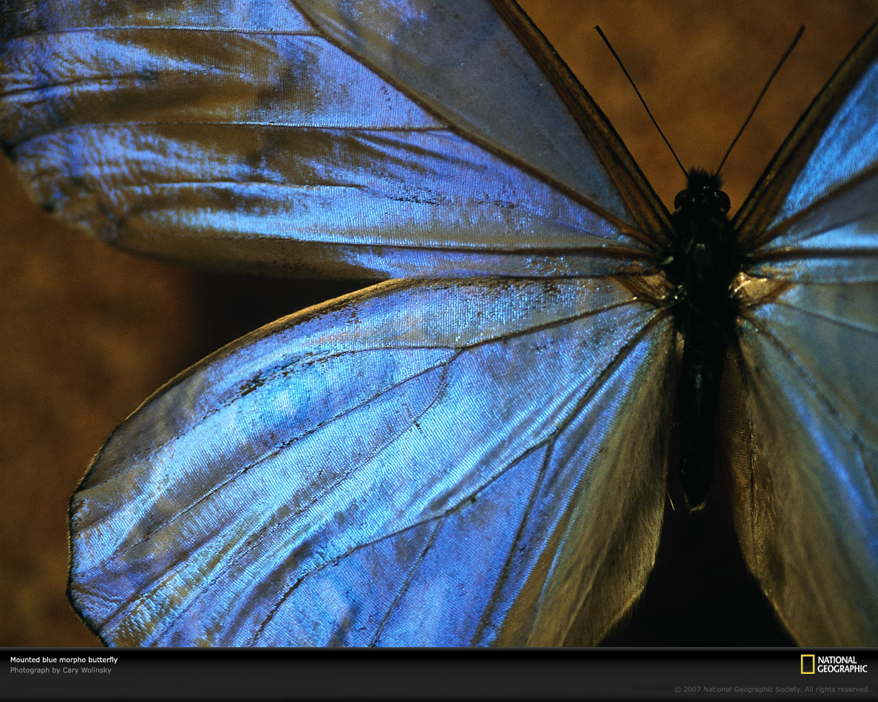 blue-morpho-butterfly-518617-xl.jpg