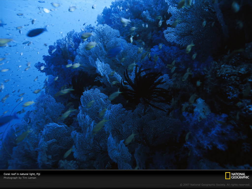 coral-reef-fiji-977844-lw.jpg