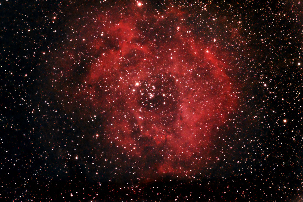 Rosette-5.jpg