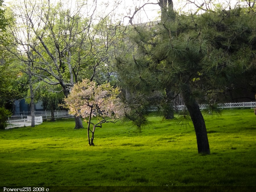 桃松配