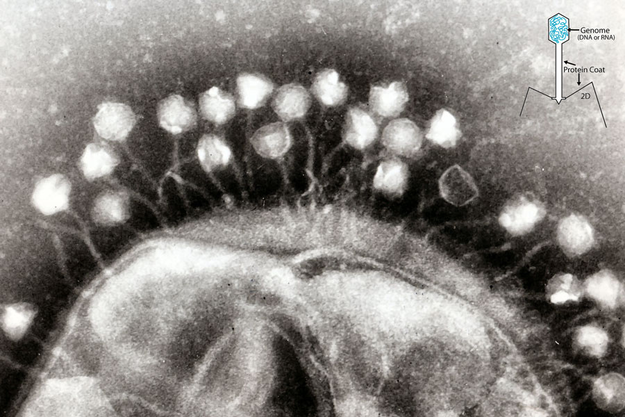 phages_wikipedia.jpg