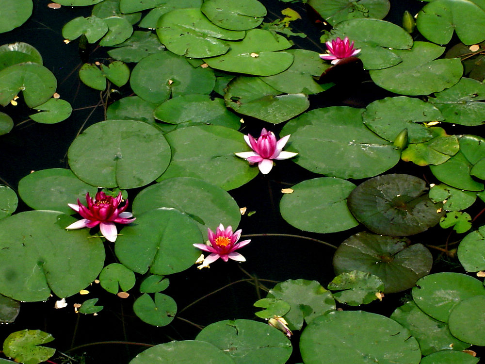 出水芙蓉