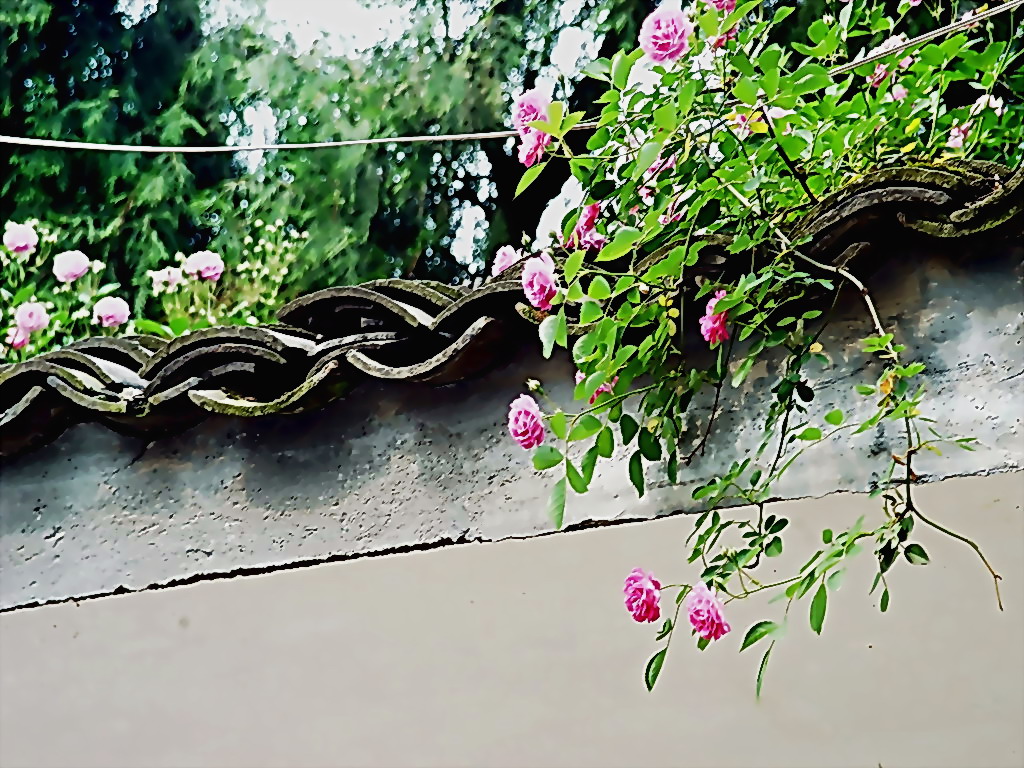 DSC_000a.jpg