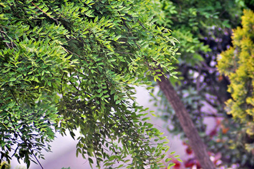 CSC_0089.JPG