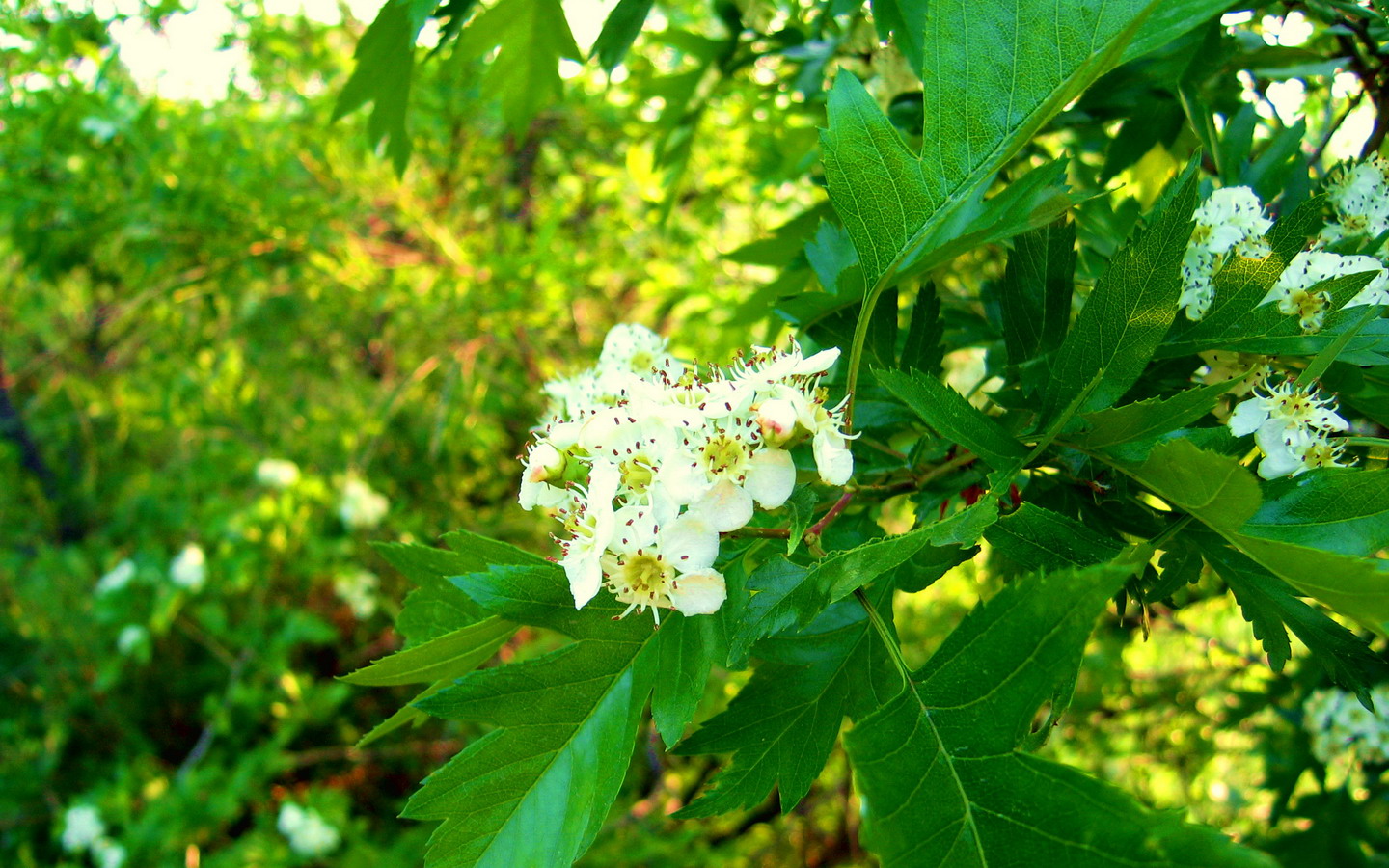 我校山上的无名小花