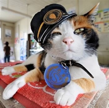 表情威严庄重的"猫站长"在上班