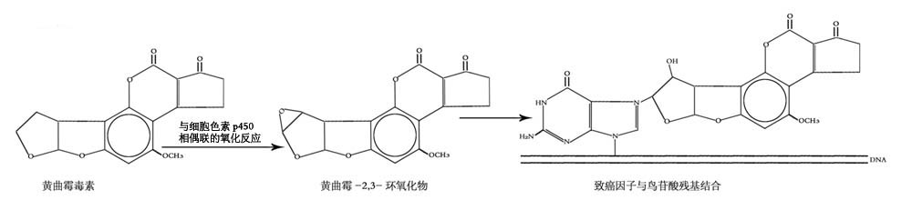 黄曲霉毒素诱变原理-小.jpg