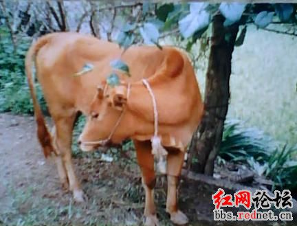 就是这头可怜的老黄牛....