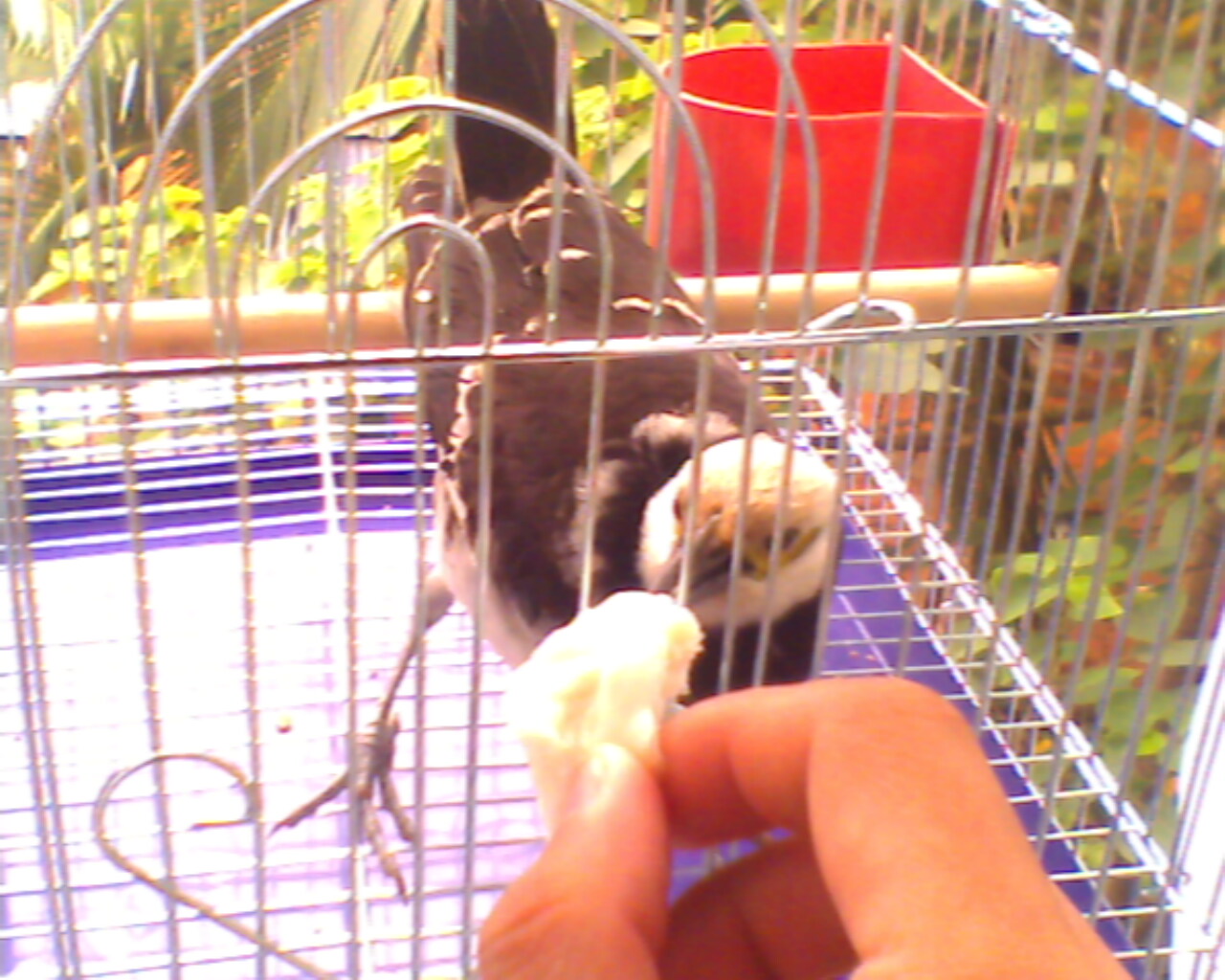 IMG0009A.jpg