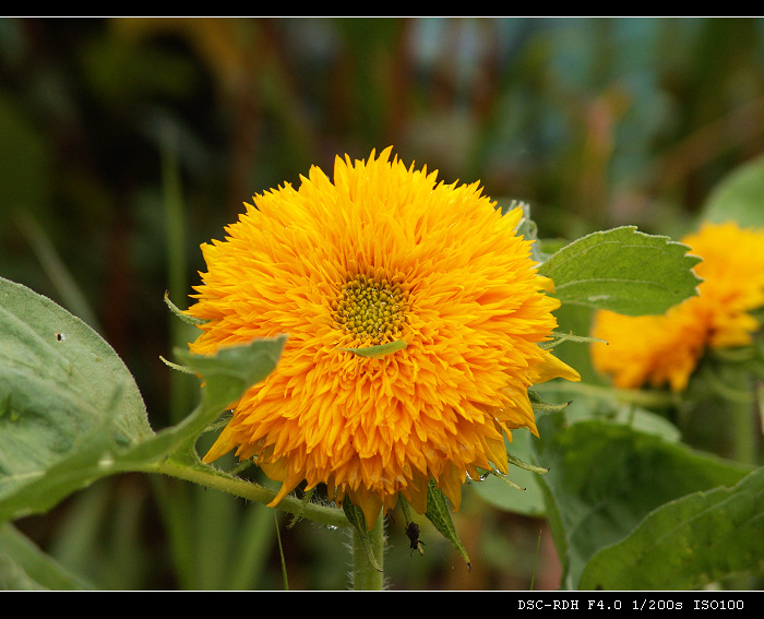 DSC09871.JPG