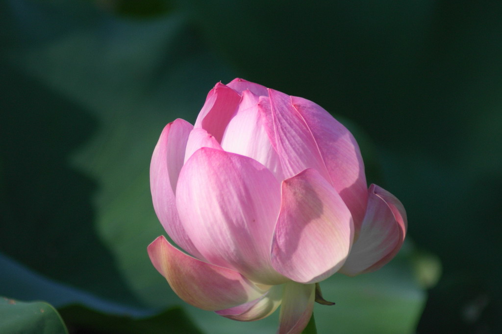 荷花缩小.jpg