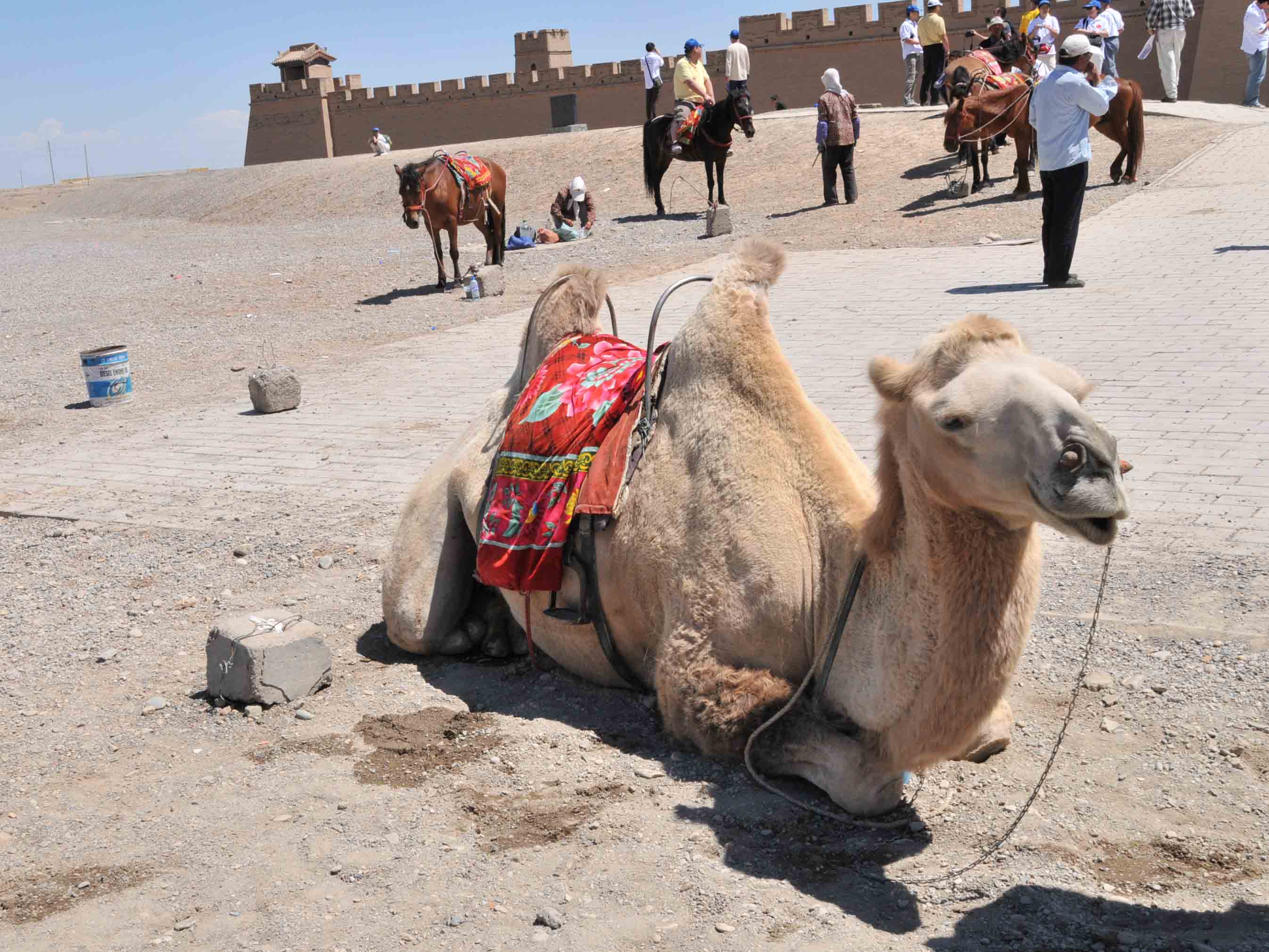 老实的骆驼.jpg