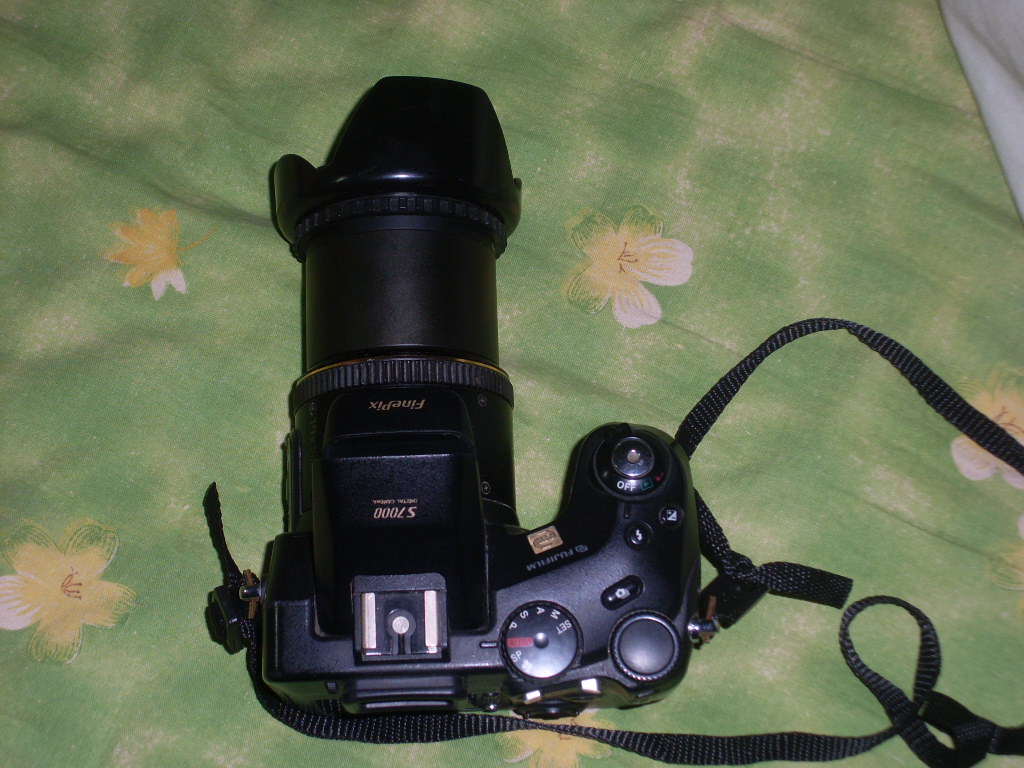SL381728.JPG