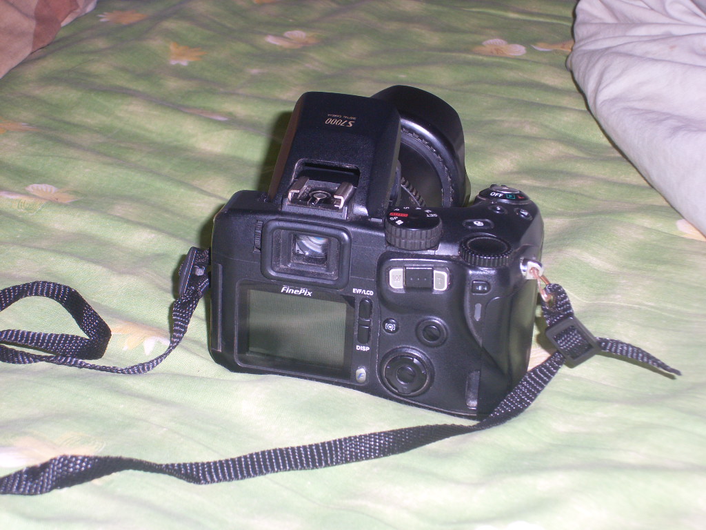 SL381727.JPG