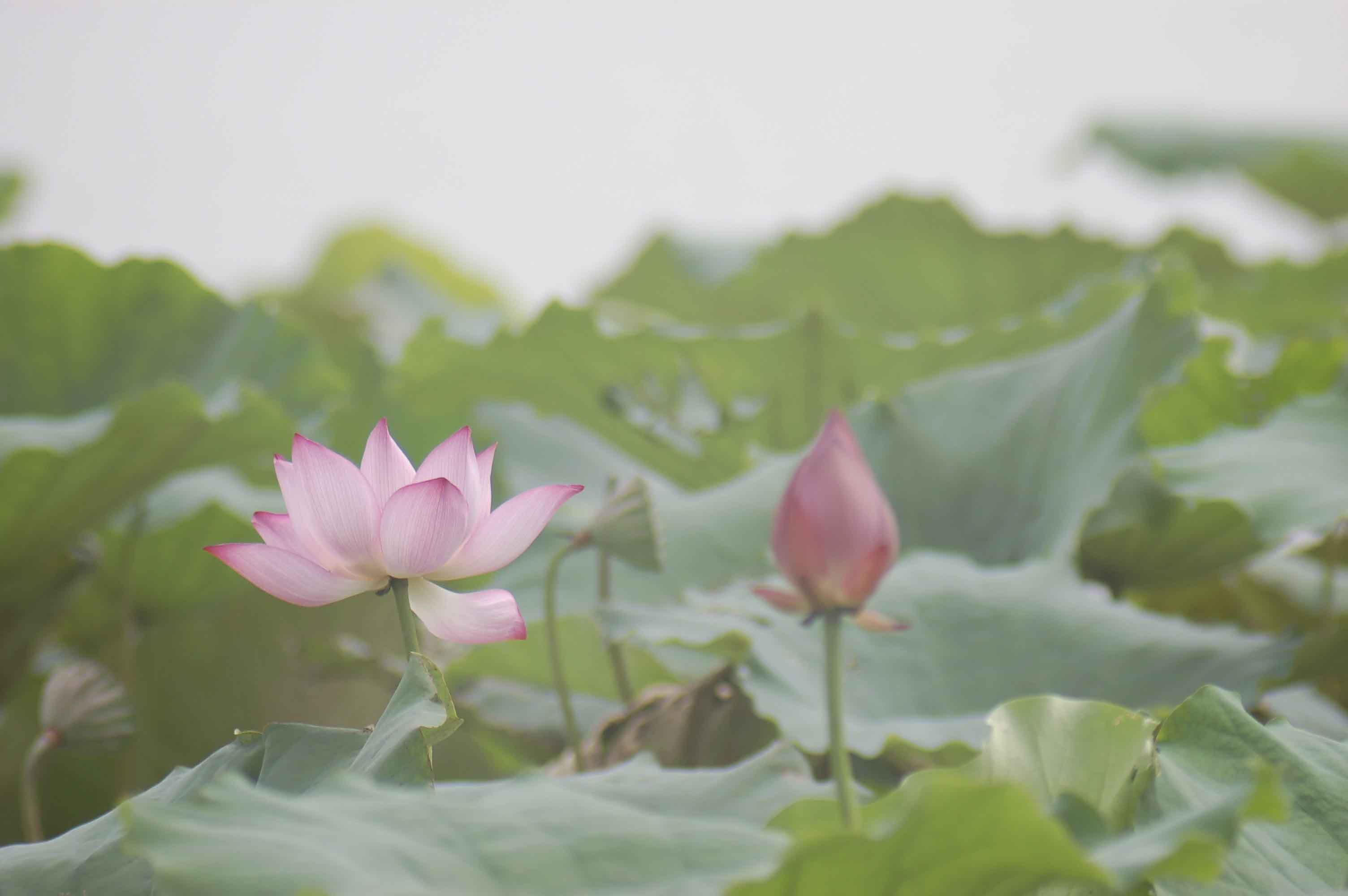 DSC_4133副本.jpg