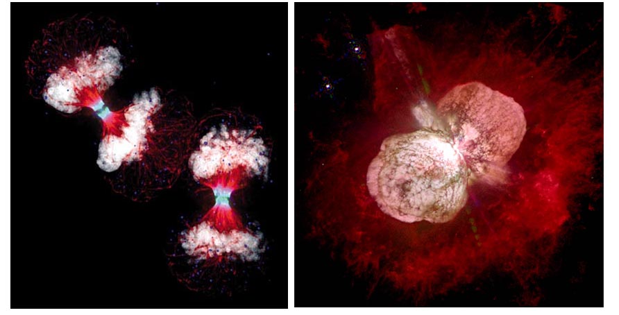 图5.左图：荧光显微镜下显示的分裂状态的细胞（哑铃中间是分裂环）