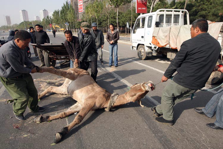 骡子被大风吹倒头磕马路死亡
