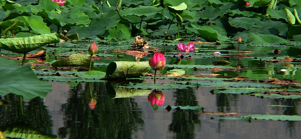 IMG_2785.jpg