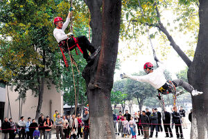 香港攀树师展示绝活