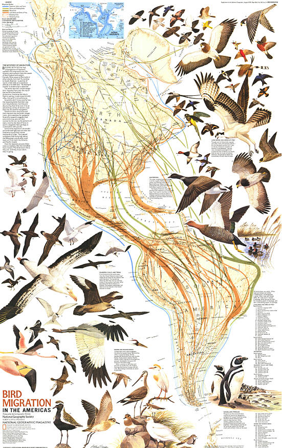 国家地理：美洲鸟类迁徙（缩略图）.jpg