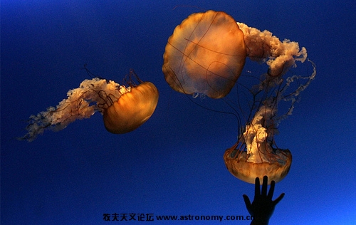 8、2008年1月20日，香港海洋公园水族馆，一名年轻旅客对海蜇很感兴趣