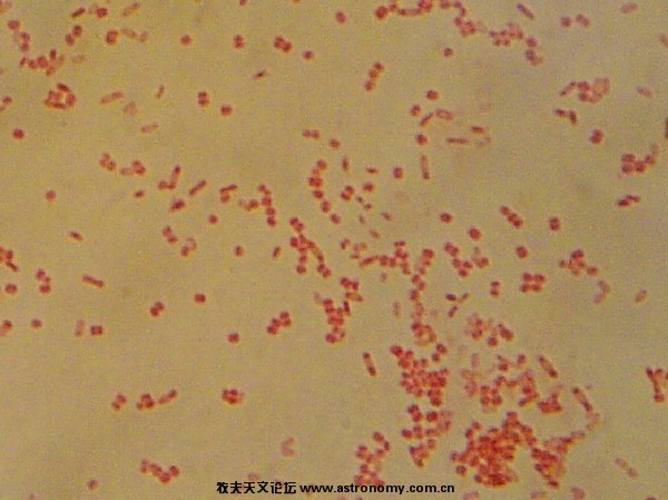 四联球菌和枯草芽孢杆菌，芽孢清晰可见。番红染色，物镜100*
