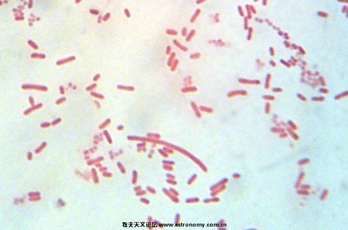 E.coli，其中有一个极其长的。番红染色，物镜100*