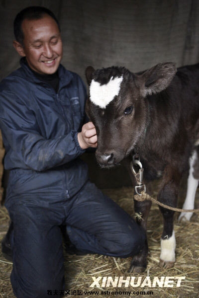  2月11日，在日本神奈川县藤泽市山君牧场，额头带有心形图案的小牛与牧场主山崎在一起。新华社记者任正来摄 ...