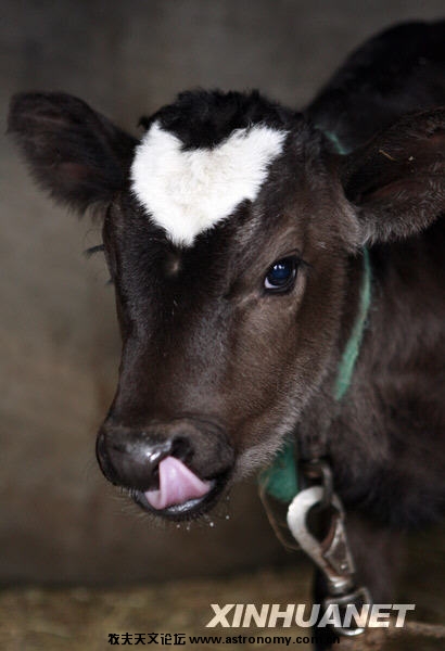 这是2009年2月11日在日本神奈川县藤泽市山君牧场拍摄的额头带有心形图案的小牛。新华社记者任正来摄 ...