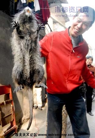 鲜先生说他从没见过这么大的老鼠