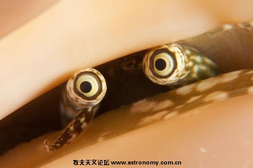 偷窥(海螺眼)
