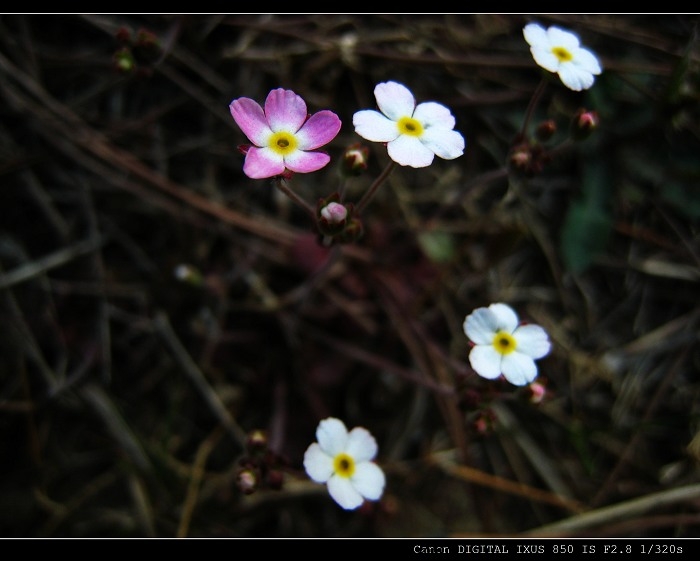 地上小小小花
