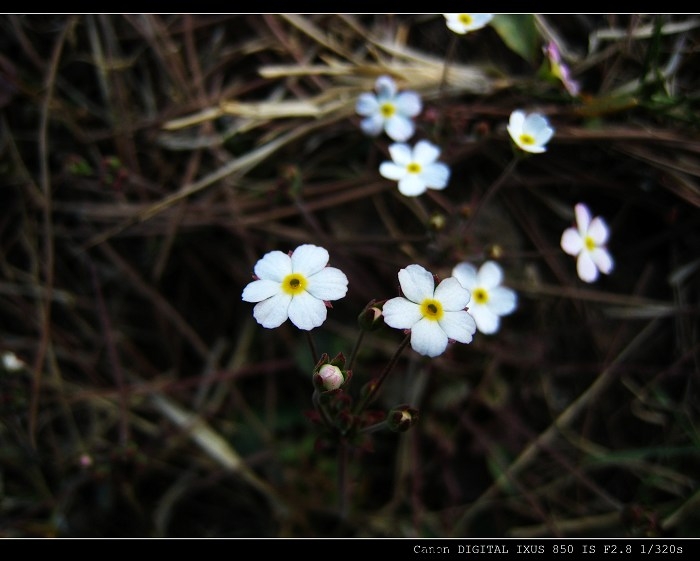 地上小小小花