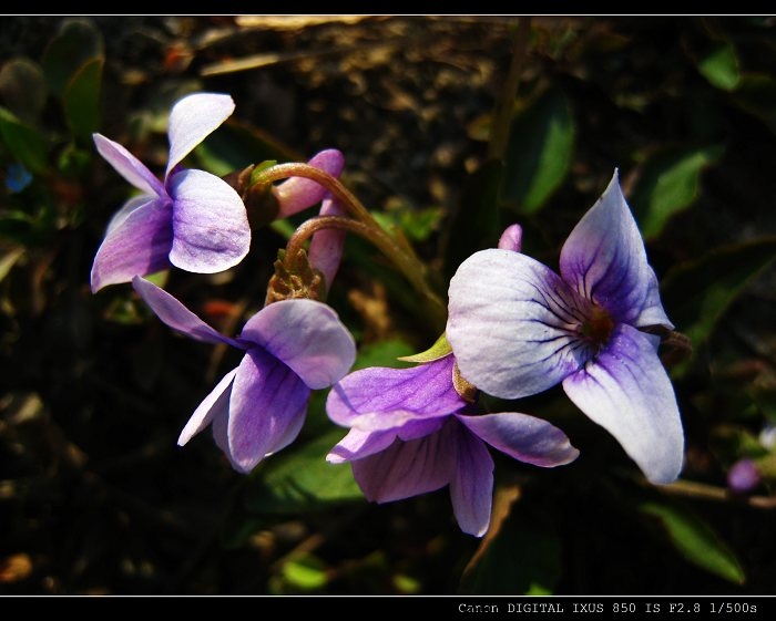 地上小小花