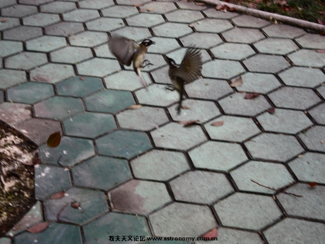 鸟2.JPG