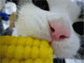 未命名.gif
