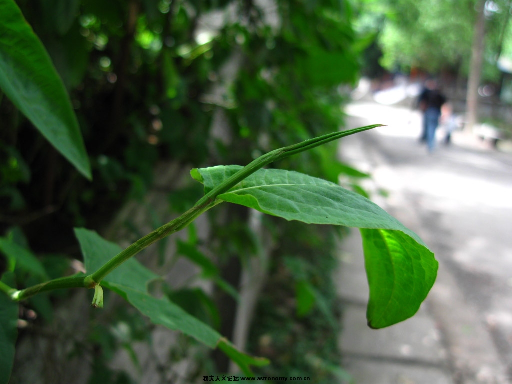 canon powershot A580  ISO80 F/2.6
