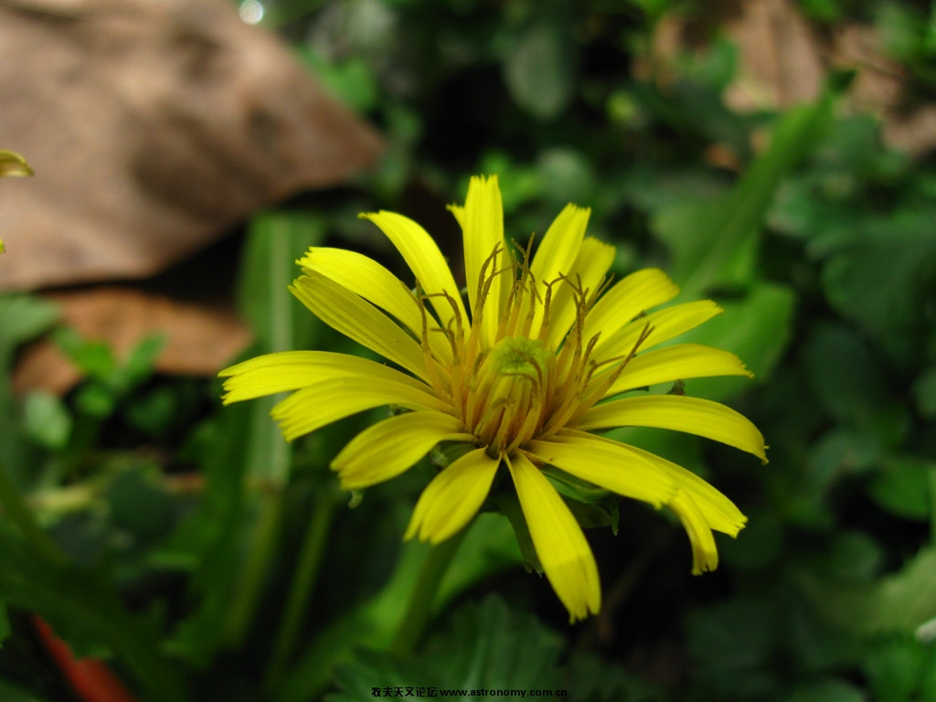 canon powershot A580  ISO80 F/7.1