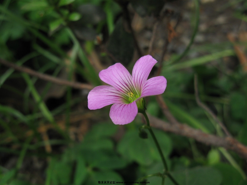 canon powershot A580  ISO80 F/7.1